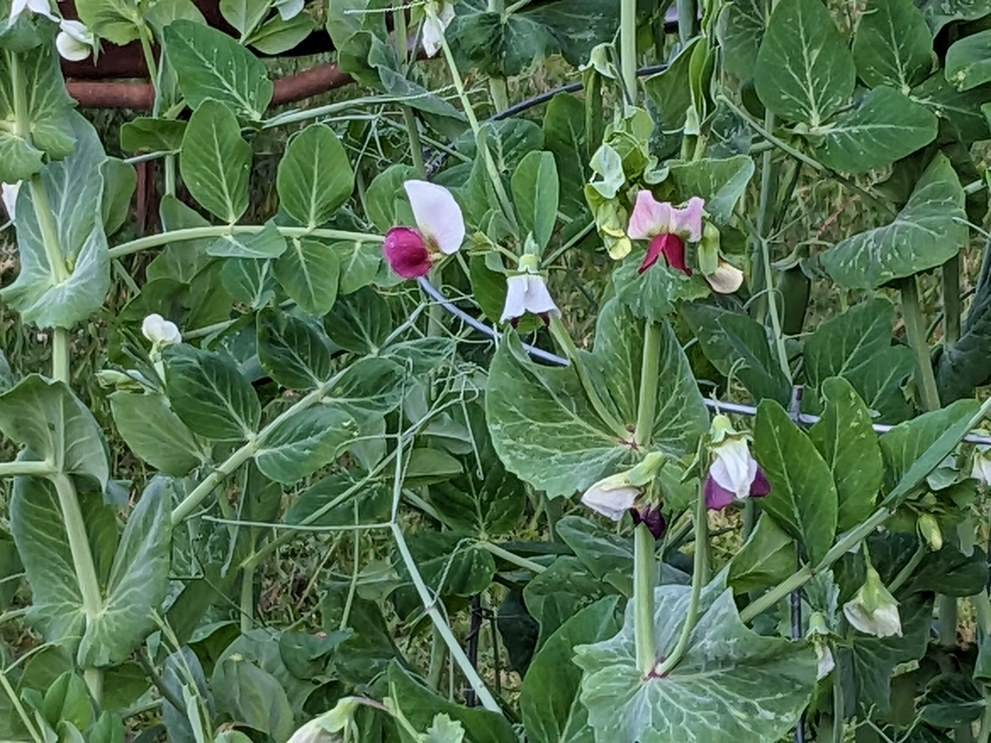 Garden Update